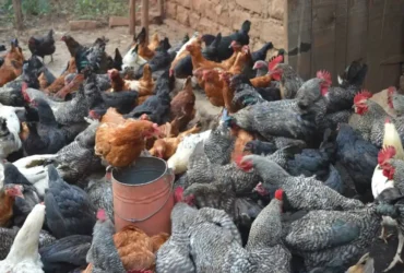 Poultry Farming